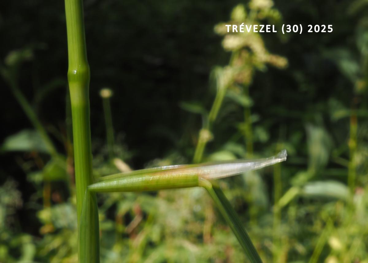 Bent, Silver leaf